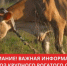 Лейкоз крупного рогатого скота. - Шипуновский район